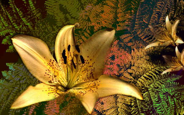 Golden Lily Image